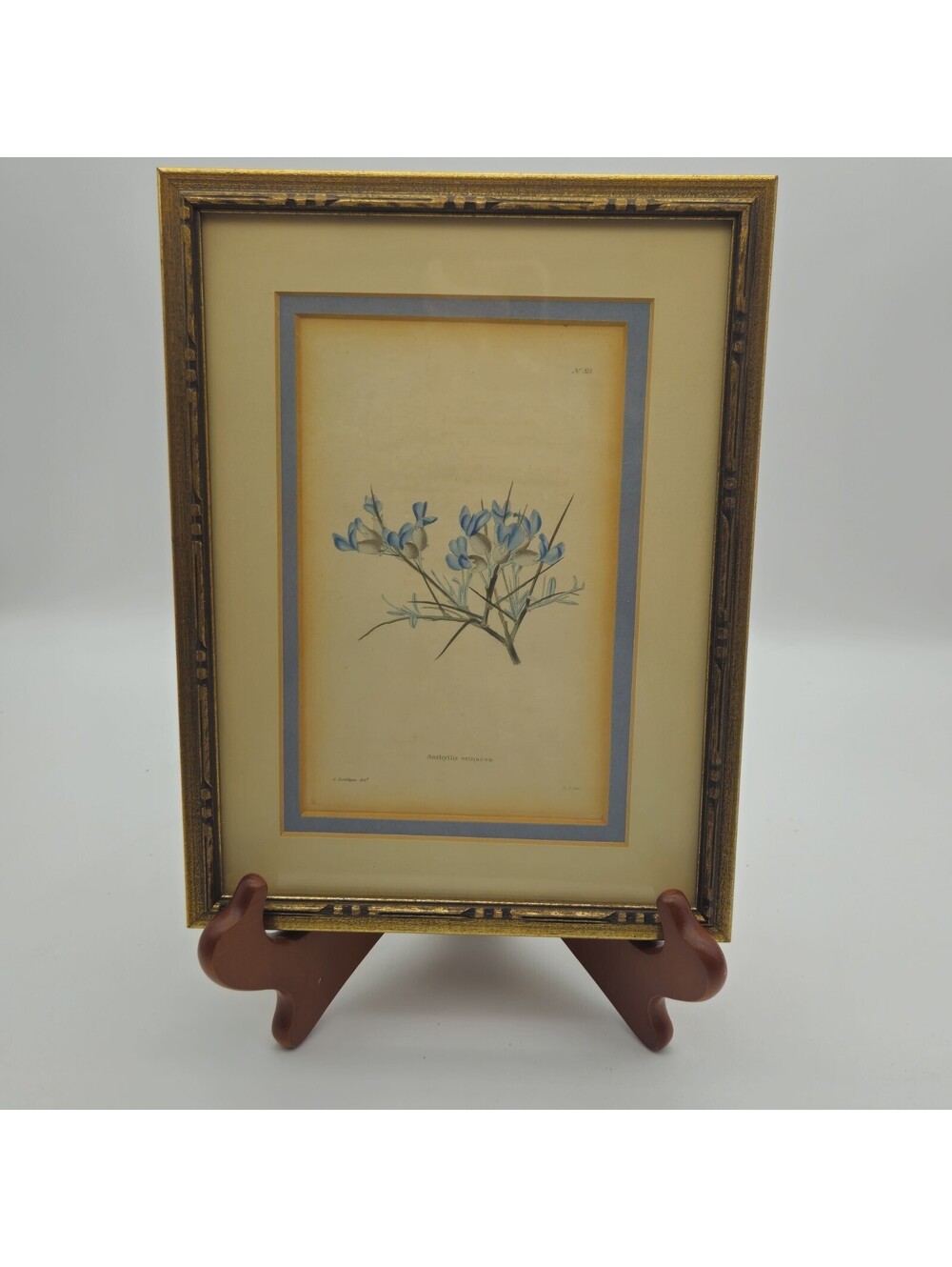 Vtg 5x7 Framed Anthyllis Erinacea G. Loddiges Del Copper Line Engraving...